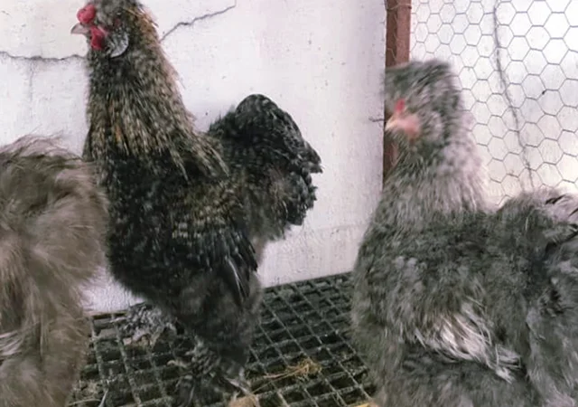 Інкубаційне яйце кур, курчата, Китайська шовкова смугаста, коричнева, блакитна - фото № 7