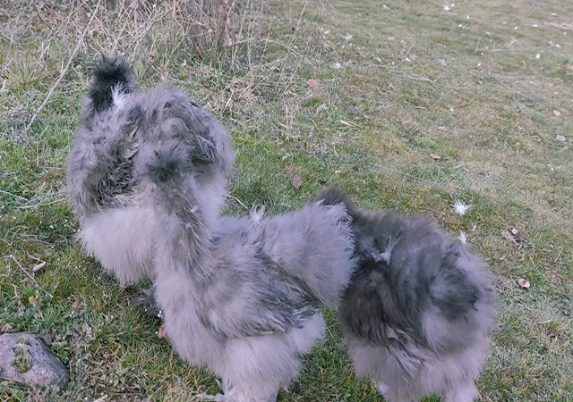 Інкубаційне яйце кур, курчата, Китайська шовкова смугаста, коричнева, блакитна - фото № 8