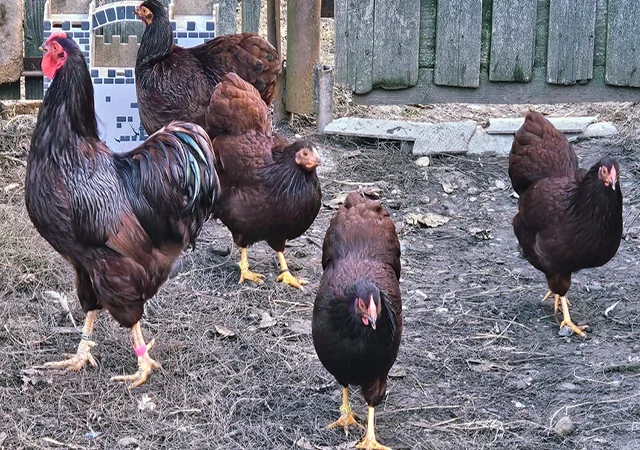 Інкубаційне яйце кур, курчата, Віандот лавандовий, помаранчевий, шоколад - фото № 2