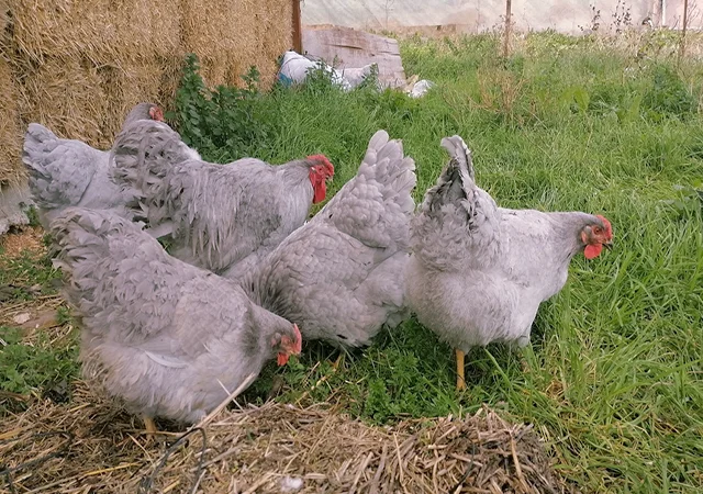 Інкубаційне яйце кур, курчата, Віандот лавандовий, помаранчевий, шоколад - фото № 3