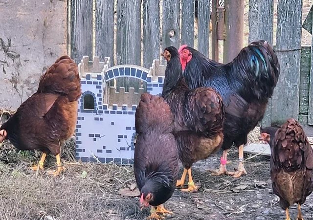 Інкубаційне яйце кур, курчата, Віандот лавандовий, помаранчевий, шоколад - фото № 5