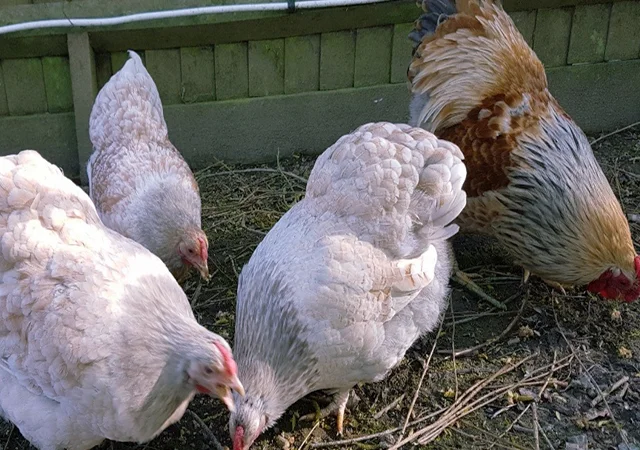 Інкубаційне яйце кур, курчата, Віандот лавандовий, помаранчевий, шоколад - фото № 6