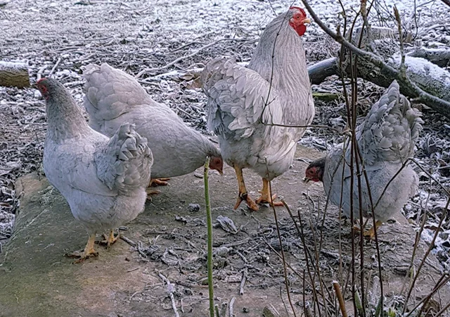 Інкубаційне яйце кур, курчата, Віандот лавандовий, помаранчевий, шоколад - фото № 7