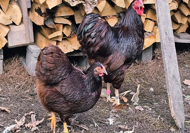 Інкубаційне яйце кур, курчата, Віандот лавандовий, помаранчевий, шоколад - фото № 8