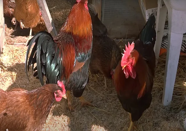 Інкубаційне яйце кур, курчата, Вельзумер - фото № 2