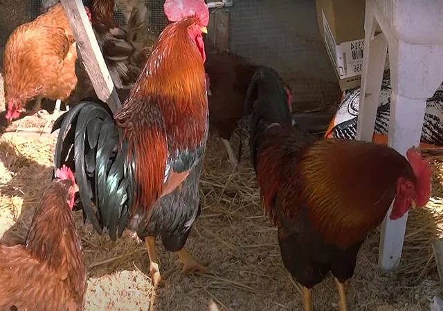 Інкубаційне яйце кур, курчата, Вельзумер - фото № 3