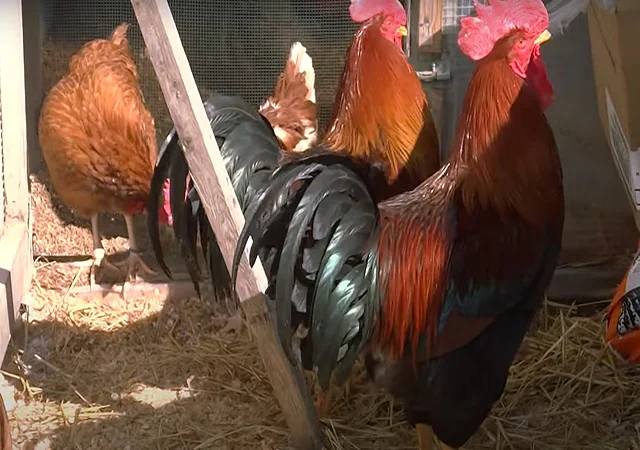 Інкубаційне яйце кур, курчата, Вельзумер - фото № 4