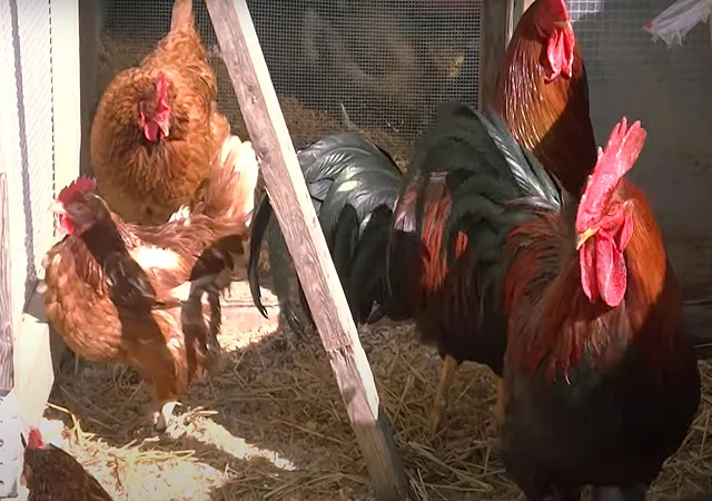 Інкубаційне яйце кур, курчата, Вельзумер - фото № 5