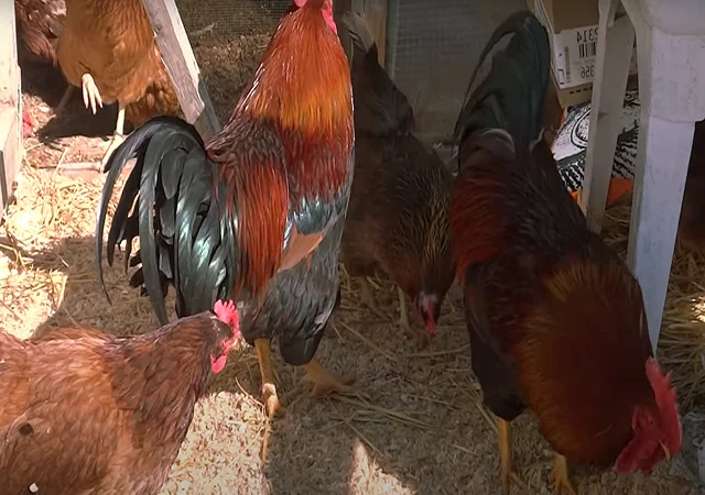 Інкубаційне яйце кур, курчата, Вельзумер - фото № 6