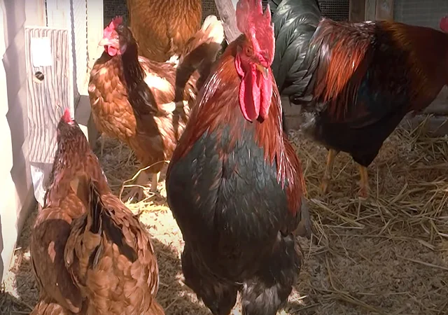 Інкубаційне яйце кур, курчата, Вельзумер - фото № 7