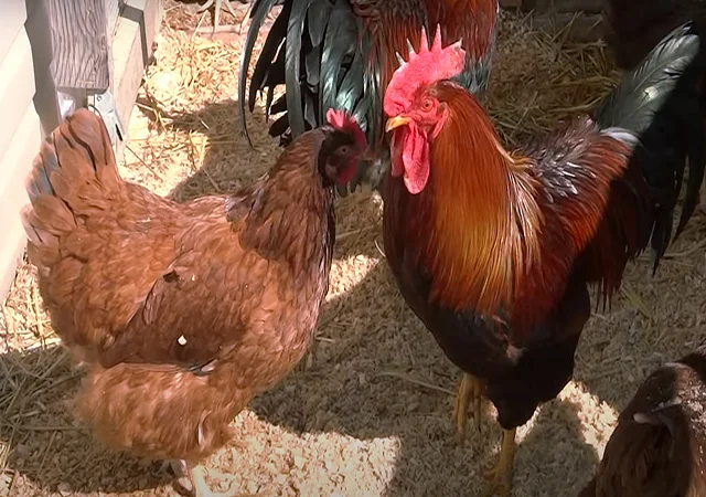 Інкубаційне яйце кур, курчата, Вельзумер - фото № 8