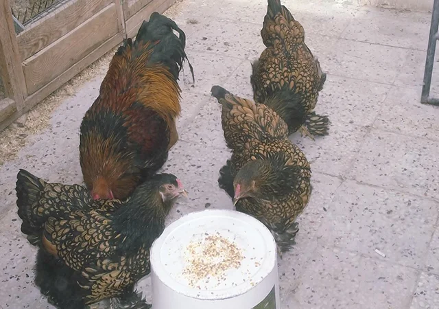 Інкубаційне яйце кур, курчата, Брама Золото, Мармур - фото № 3