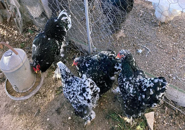 Інкубаційне яйце кур, курчата, Брама Золото, Мармур - фото № 5