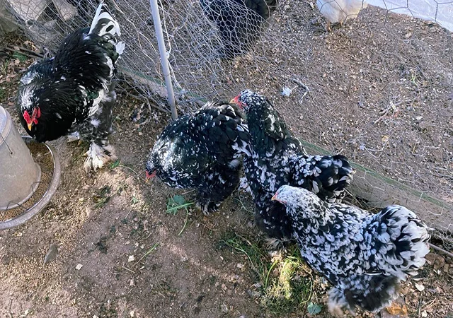 Інкубаційне яйце кур, курчата, Брама Золото, Мармур - фото № 6