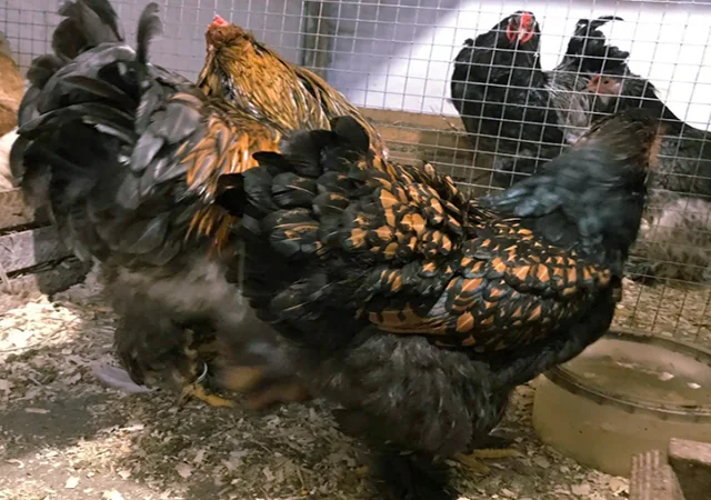 Інкубаційне яйце кур, курчата, Брама Золото, Мармур - фото № 7