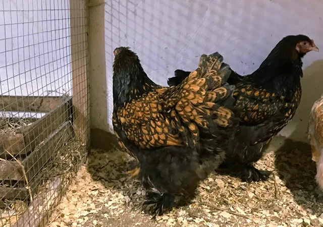 Інкубаційне яйце кур, курчата, Брама Золото, Мармур - фото № 8