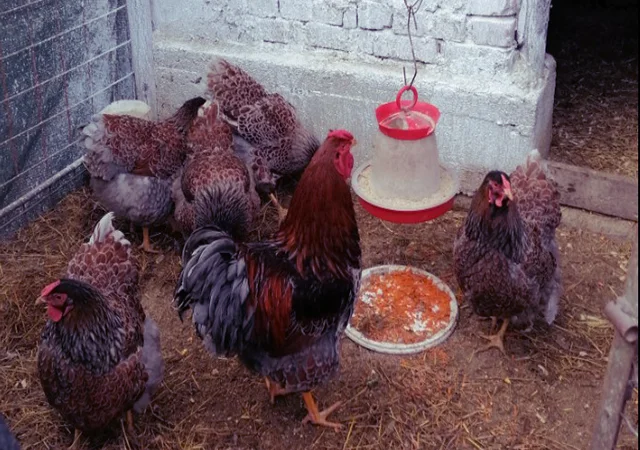 Інкубаційне яйце, курчата, Віандот - срібло, блакитне золото - фото № 1