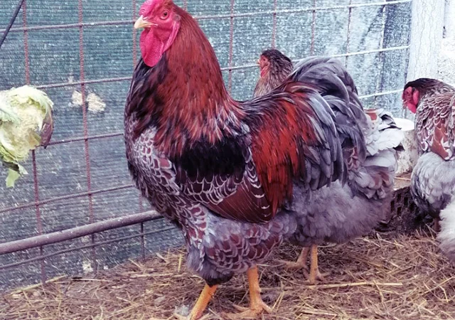 Інкубаційне яйце, курчата, Віандот - срібло, блакитне золото - фото № 2