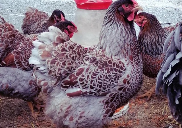 Інкубаційне яйце, курчата, Віандот - срібло, блакитне золото - фото № 3