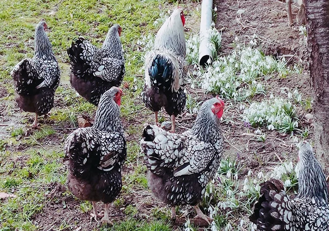 Інкубаційне яйце, курчата, Віандот - срібло, блакитне золото - фото № 4