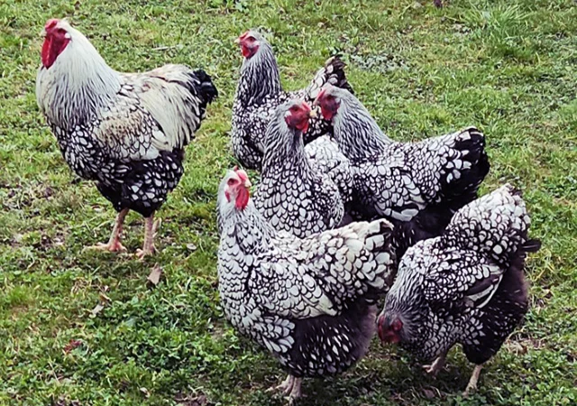 Інкубаційне яйце, курчата, Віандот - срібло, блакитне золото - фото № 5