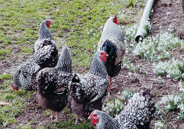 Інкубаційне яйце, курчата, Віандот - срібло, блакитне золото - фото № 7