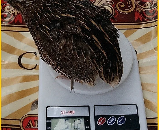 Яйца инкубационные перепела Фараон (селекция Испания) - фото № 2