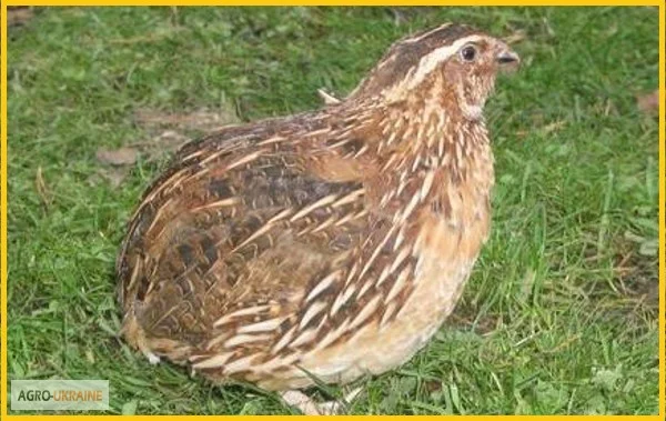 Яйца инкубационные перепела Фараон (селекция Испания) - фото № 4