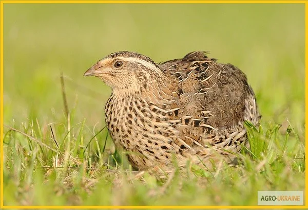 Яйца инкубационные перепела Фараон (селекция Испания) - фото № 5