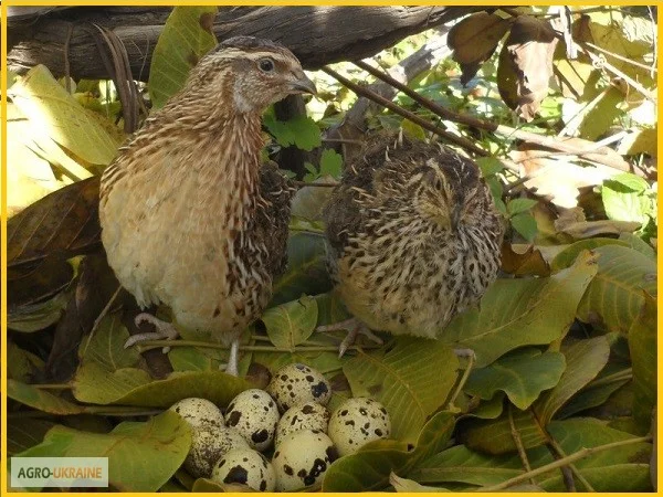 Яйца инкубационные перепела Фараон (селекция Испания) - фото № 6