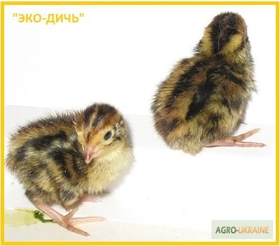 Яйца инкубационные перепела Фараон (селекция Испания) - фото № 7