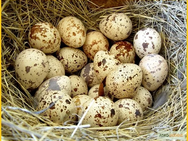 Яйца инкубационные перепела Фараон (селекция Испания) - фото № 8