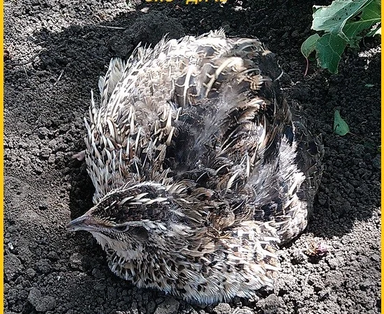 Яйца инкубационные перепела Фараон (селекция Испания) - фото № 3