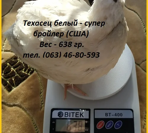Инкубационные яйца супер - бройлер Белый Техасец - (США Texas) - фото № 1