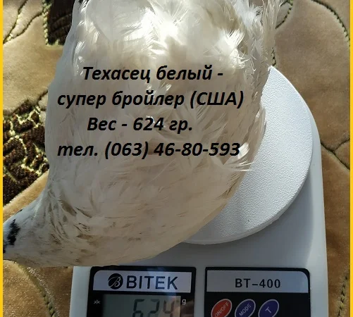Инкубационные яйца супер - бройлер Белый Техасец - (США Texas) - фото № 2