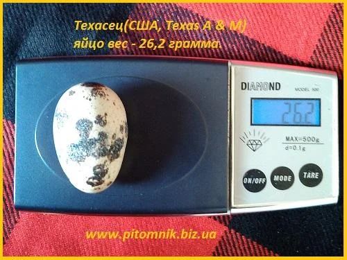 Инкубационные яйца супер - бройлер Белый Техасец - (США Texas) - фото № 4