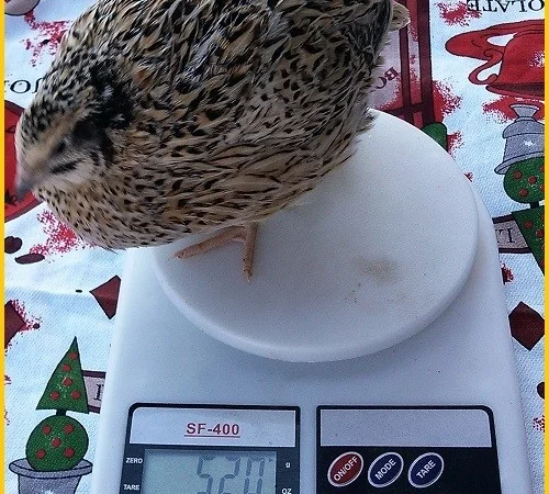 Яйца инкубационные перепела Феникс Золотистый (линия Франции) - фото № 1