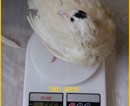 Яйца инкубационные перепела Техасец - бройлер (США Texas A & M) - фото № 1