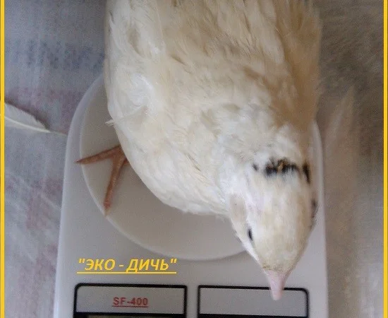 Яйца инкубационные перепела Техасец - бройлер (США Texas A & M) - фото № 2