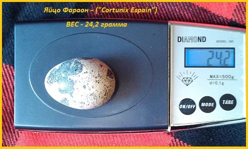 Яйца инкубационные перепела Фараон Испания - фото № 3