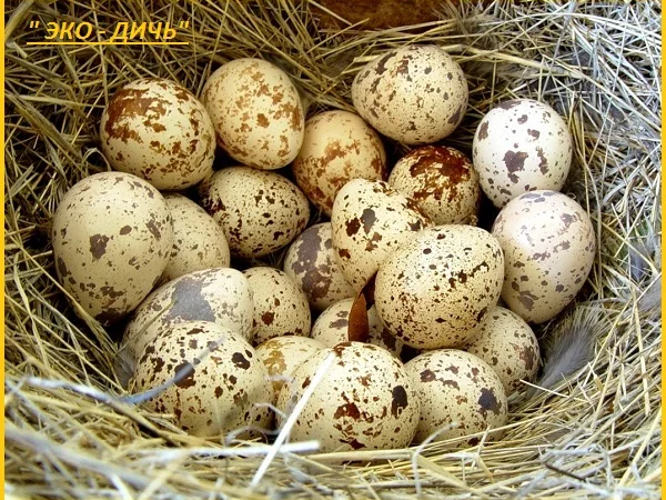 Яйца инкубационные перепела Фараон Испания - фото № 4