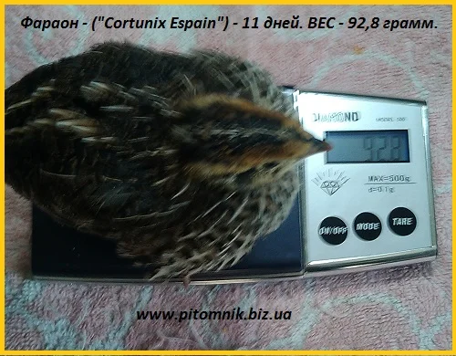 Яйца индопелка инкубационные - фото № 2