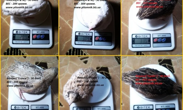 Яйца индопелка инкубационные - фото № 4