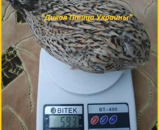 Инкубационные яйца перепела для маточного стада - фото № 1