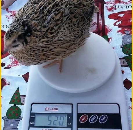 Инкубационные яйца перепела для маточного стада - фото № 2