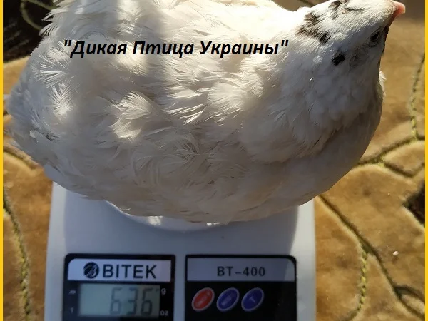 Инкубационные яйца перепела для маточного стада - фото № 3