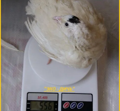 Инкубационные яйца перепела для маточного стада - фото № 4