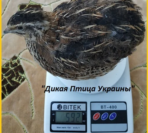 Инкубационные яйца перепела для маточного стада - фото № 5