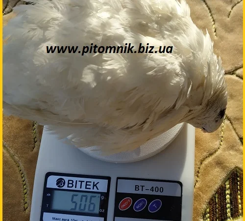 Инкубационные яйца перепела Техасец белый - бройлер (США Texas A & M) - фото № 1