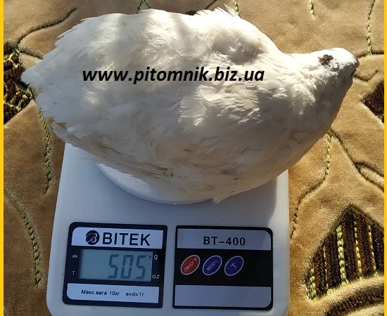 Инкубационные яйца перепела Техасец белый - бройлер (США Texas A & M) - фото № 2